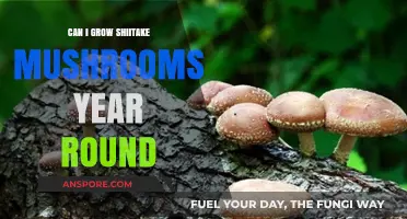 Year-Round Shiitake Mushroom Cultivation: Tips for Consistent Harvests