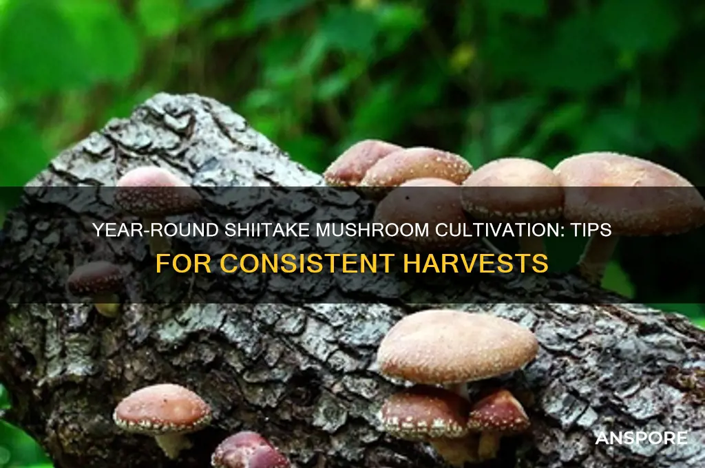 can i grow shiitake mushrooms year round
