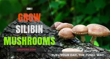 Growing Silibin Mushrooms: Tips, Techniques, and Success Strategies for Beginners