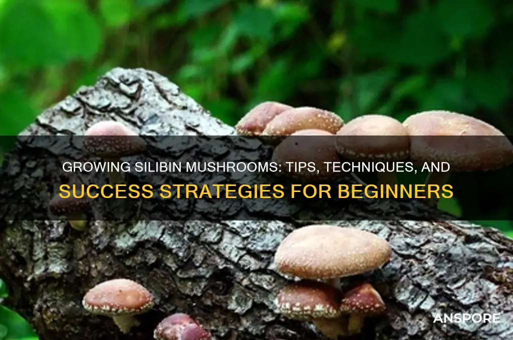 can i grow silibin mushrooms