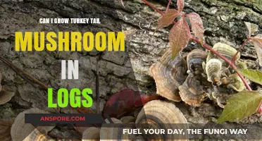 Growing Turkey Tail Mushrooms in Logs: A Beginner's Guide