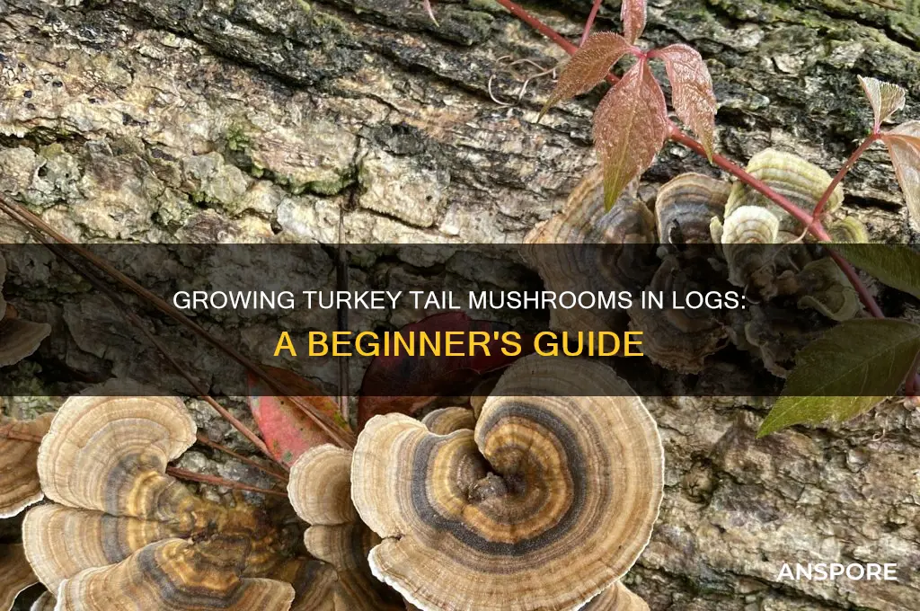 can i grow turkey tail mushroom in logs