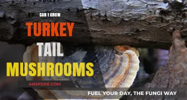 Growing Turkey Tail Mushrooms: A Beginner's Guide to Cultivation Success