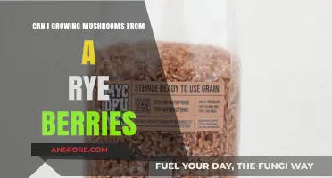 Growing Mushrooms from Rye Berries: A Simple Guide for Beginners