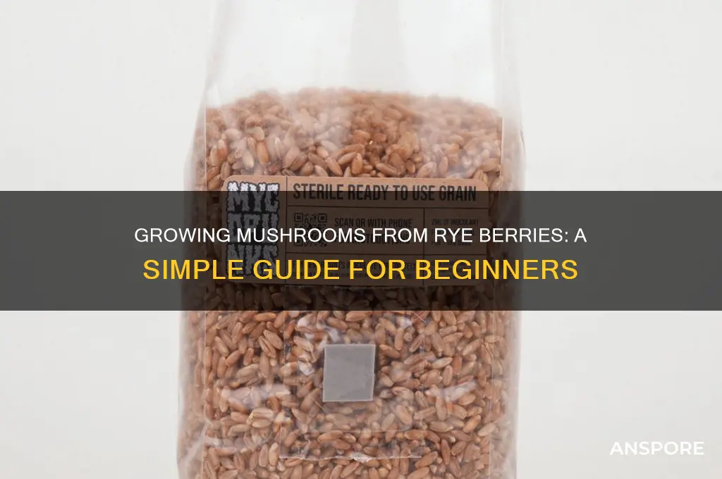can i growing mushrooms from a rye berries