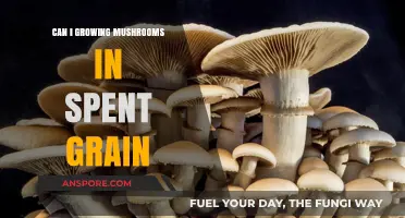 Growing Mushrooms in Spent Grain: A Sustainable Home Cultivation Guide