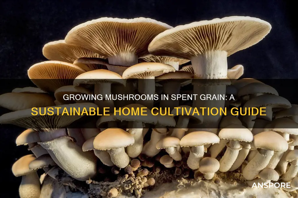 can i growing mushrooms in spent grain