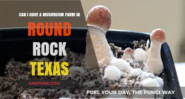 Growing Mushrooms in Round Rock: A Texas Farming Possibility
