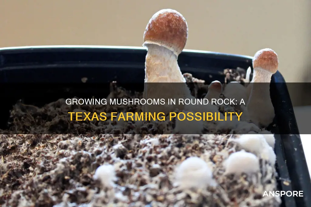 can i have a mushroom farm in round rock texas