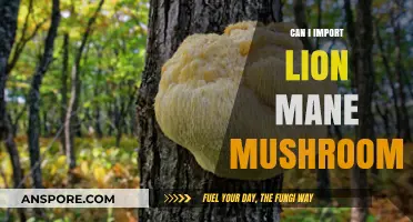 Importing Lion's Mane Mushrooms: Legalities, Benefits, and Cultivation Tips