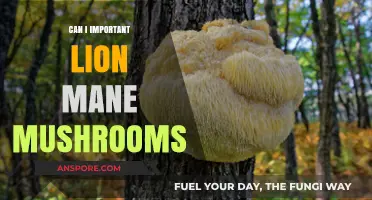Importing Lion's Mane Mushrooms: Legalities, Benefits, and How-To Guide