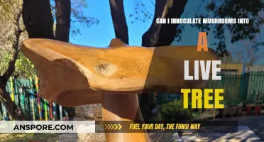 Inoculating Mushrooms into Live Trees: Benefits, Risks, and Best Practices