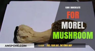 Inoculating Morel Mushrooms: Techniques, Success Rates, and Expert Tips