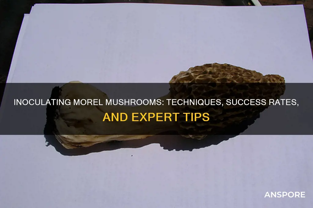 can i inoculate for morel mushrooms