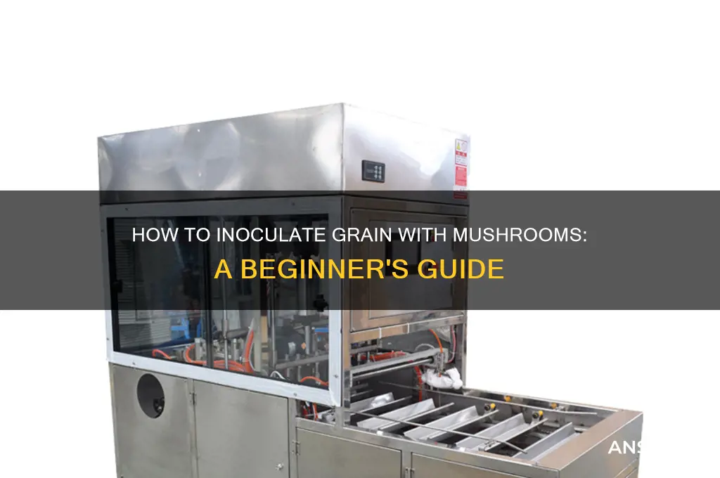 can i inoculate grain with mushroom