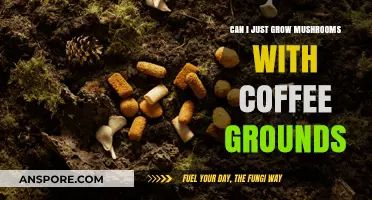 Growing Mushrooms with Coffee Grounds: A Simple, Sustainable Method