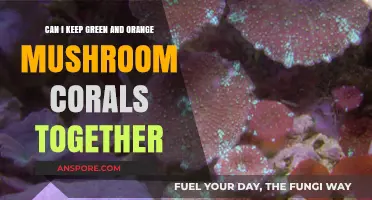 Keeping Green and Orange Mushroom Corals Together: Compatibility and Care Tips