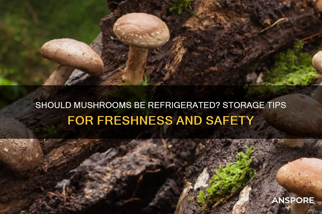 can i leave mushrooms out of the fridge