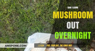 Can Mushrooms Sit Out Overnight? Food Safety Tips Revealed