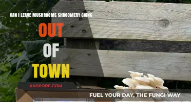 Leaving Mushrooms in Shroomery While Traveling: Tips and Precautions