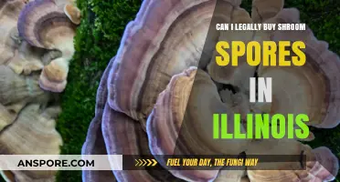 Legal Status of Buying Shroom Spores in Illinois: What You Need to Know
