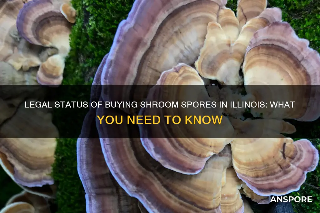 can i legally buy shroom spores in illinois