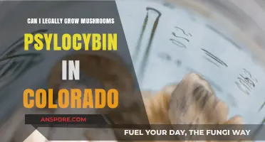 Legal Psilocybin Mushroom Cultivation in Colorado: What You Need to Know