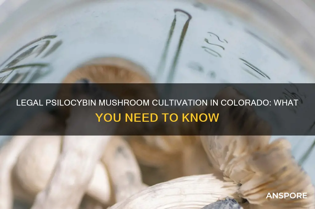 can i legally grow mushrooms psylocybin in colorado