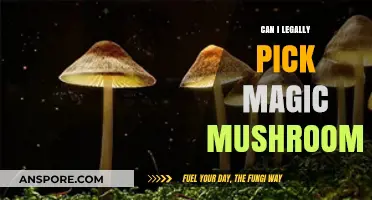 Legal Limits: Can You Forage Magic Mushrooms Without Breaking the Law?