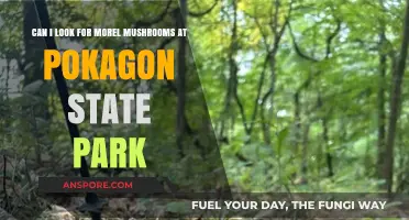 Exploring Pokagon State Park: Morel Mushroom Hunting Tips and Guidelines