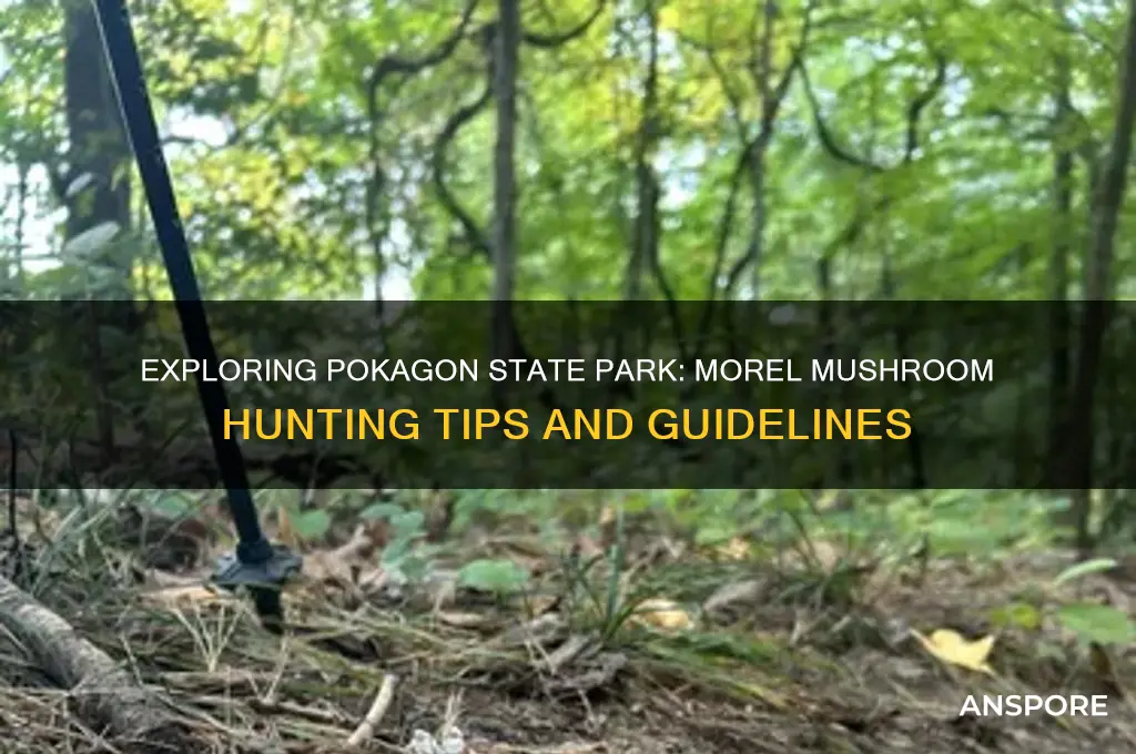 can i look for morel mushrooms at pokagon state park