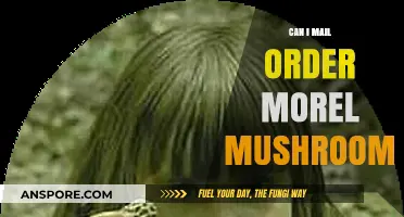 Can You Mail Order Morel Mushrooms? A Comprehensive Guide
