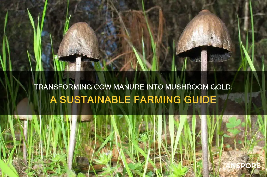 can i make a mushroom farm with cow poop