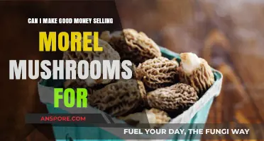 Profitable Morel Mushroom Foraging: Can You Earn Big Selling These Delicacies?