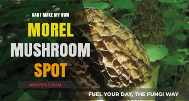 Creating Morel Mushroom Havens: DIY Tips for Cultivating Your Own Spot