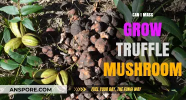 Mass Growing Truffle Mushrooms: Techniques, Challenges, and Success Tips