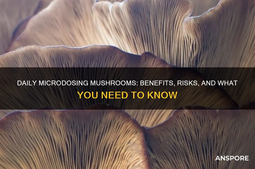 can i microdose mushrooms daily