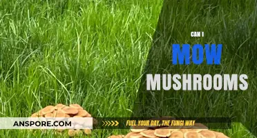 Can You Mow Mushrooms? Lawn Care and Fungus Facts Revealed