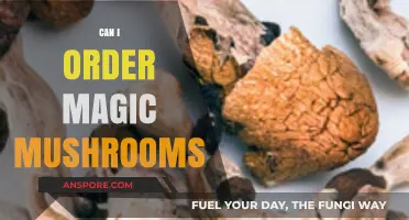 Exploring Legalities: Can You Order Magic Mushrooms Safely Online?
