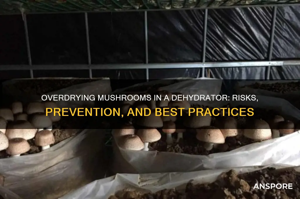 can i overdry mushrooms in dehydrator