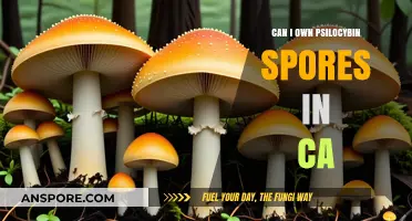 Owning Psilocybin Spores in California: Legalities and What You Need to Know