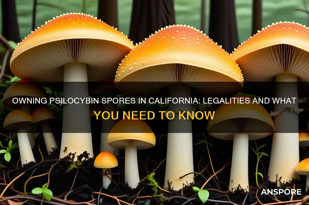 can i own psilocybin spores in ca