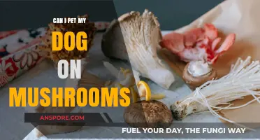Can Dogs Safely Enjoy Mushrooms? Pet Owner's Guide to Fungal Treats