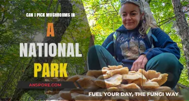 Foraging in National Parks: Rules for Mushroom Picking Explained