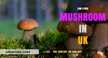 Foraging in the UK: A Guide to Safely Picking Mushrooms