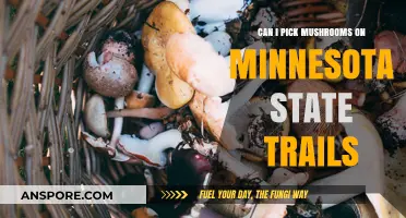 Harvesting Mushrooms on Minnesota State Trails: Legal or Off-Limits?