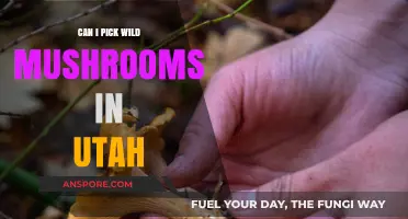 Foraging in Utah: Safely Picking Wild Mushrooms - A Beginner's Guide