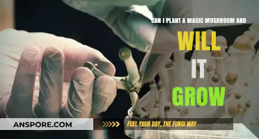 Can You Plant Magic Mushrooms and Expect Them to Grow?