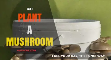 Growing Mushrooms at Home: A Beginner's Guide to Cultivation