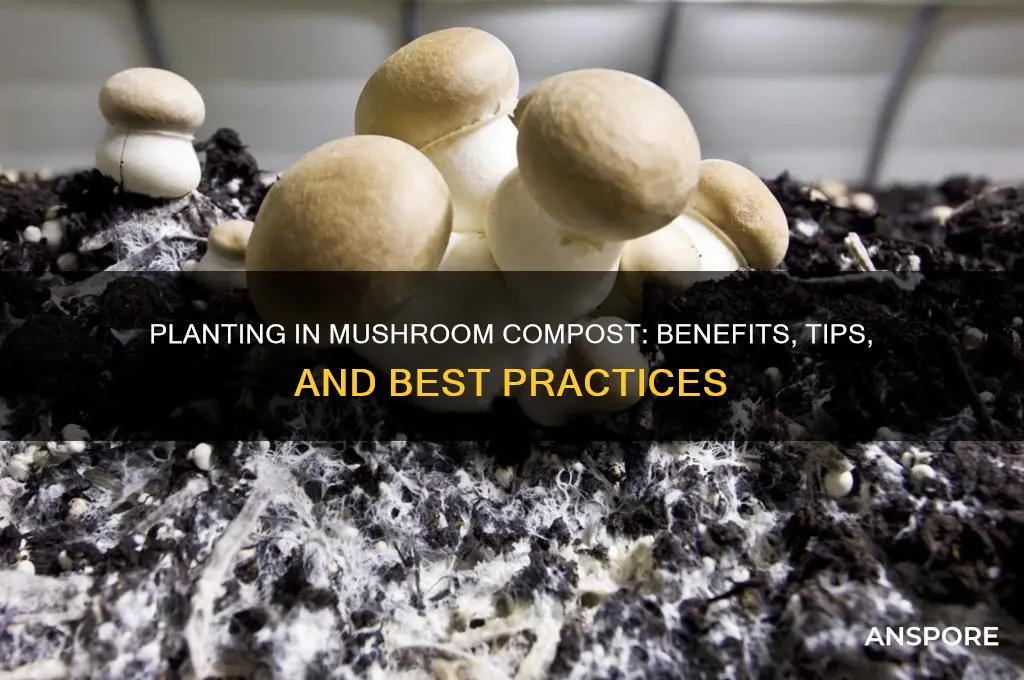 can i plant in mushroom comp ost